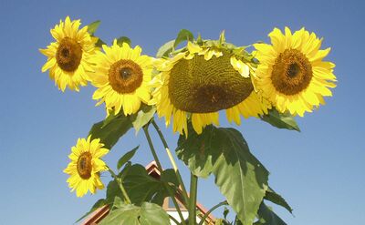 Multidomainbetrieb - Mehrere Sonnenblumen an einem Strang