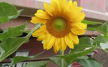 Barrierefreiheit im Webdesign - Sonnenblume vor Baufahrzeug  - AW Webagentur Dresden